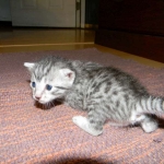 Elsa Egyptian Mau silver female DOB 9-11-15