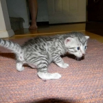 Elsa Egyptian Mau silver female DOB 9-11-15