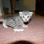 Elsa Egyptian Mau silver female DOB 9-11-15