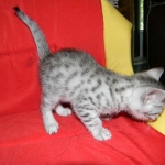 Elsa Egyptian Mau silver female DOB 9-11-15