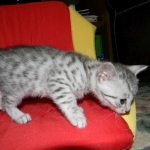 Elsa Egyptian Mau silver female DOB 9-11-15