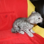 Elsa Egyptian Mau silver female DOB 9-11-15