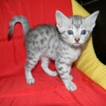 Elsa Egyptian Mau silver female DOB 9-11-15
