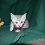 Elsa Egyptian Mau silver female DOB 9-11-15