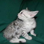 Elsa Egyptian Mau silver female DOB 9-11-15