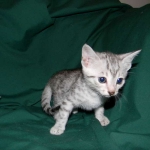 Elsa Egyptian Mau silver female DOB 9-11-15