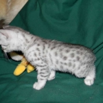 Elsa Egyptian Mau silver female DOB 9-11-15