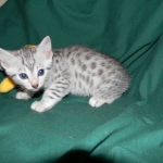 Elsa Egyptian Mau silver female DOB 9-11-15