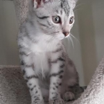 Elsa first Christmas