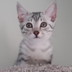 Elsa first Christmas1