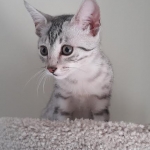 Elsa first Christmas2