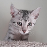 Elsa first Christmas3