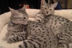 Dinozo Silver Egyptian Mau Male #1 DOB 9-11-15