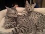 Dinozo Silver Egyptian Mau Male #1 DOB 9-11-15