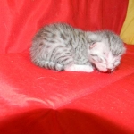 Silver Egyptian Mau Male #1 DOB 9-11-15