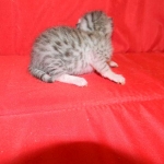 Silver Egyptian Mau Male #1 DOB 9-11-15