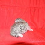 Silver Egyptian Mau Male #1 DOB 9-11-15