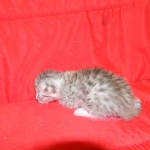 Silver Egyptian Mau Male #1 DOB 9-11-15