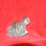 Silver Egyptian Mau Male #1 DOB 9-11-15