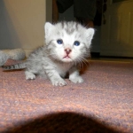 Silver Egyptian Mau Male #1 DOB 9-11-15