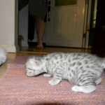 Silver Egyptian Mau Male #1 DOB 9-11-15