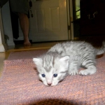 Silver Egyptian Mau Male #1 DOB 9-11-15