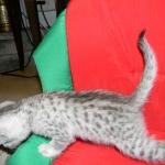 Silver Egyptian Mau Male #1 DOB 9-11-15