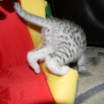 Silver Egyptian Mau Male #1 DOB 9-11-15