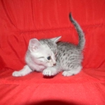 Silver Egyptian Mau Male #1 DOB 9-11-15