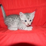 Silver Egyptian Mau Male #1 DOB 9-11-15