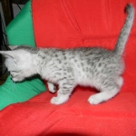 Silver Egyptian Mau Male #1 DOB 9-11-15