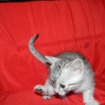 Silver Egyptian Mau Male #1 DOB 9-11-15