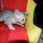 Silver Egyptian Mau Male #1 DOB 9-11-15