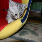 Silver Egyptian Mau Male #1 DOB 9-11-15