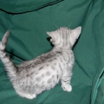 Silver Egyptian Mau Male #1 DOB 9-11-15