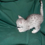 Silver Egyptian Mau Male #1 DOB 9-11-15