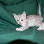 Silver Egyptian Mau Male #1 DOB 9-11-15