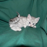 Silver Egyptian Mau Male #1 DOB 9-11-15
