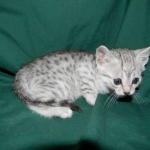 Silver Egyptian Mau Male #1 DOB 9-11-15