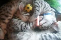 Rizzo Silver Egyptian Mau Male #2 DOB 9-11-15