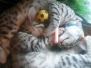 Rizzo Silver Egyptian Mau Male #2 DOB 9-11-15