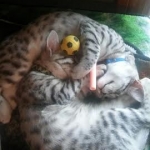 6aa355f1-7bf5-42f8-baf4-a609171dd6ea