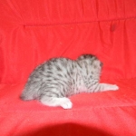 Egyptian Mau Silver Male #2 DOB 9-11-15