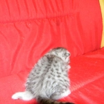 Egyptian Mau Silver Male #2 DOB 9-11-15