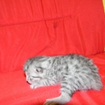 Egyptian Mau Silver Male #2 DOB 9-11-15