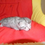 Egyptian Mau Silver Male #2 DOB 9-11-15