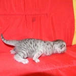 Egyptian Mau Silver Male #2 DOB 9-11-15