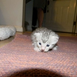 Egyptian Mau Silver Male #2 DOB 9-11-15