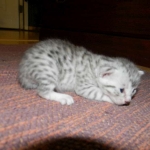Egyptian Mau Silver Male #2 DOB 9-11-15