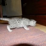 Egyptian Mau Silver Male #2 DOB 9-11-15